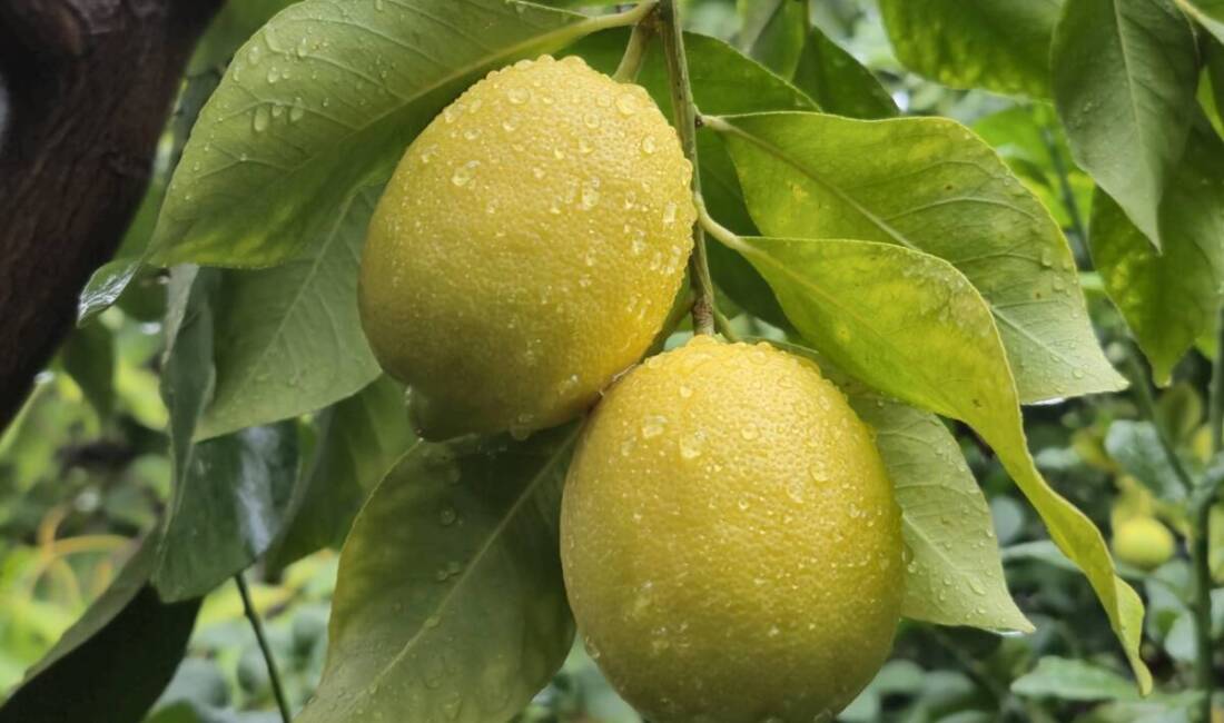 Türkiye’de limon fiyatlarının istikrarını sağlamak ve tüketici talebini karşılamak amacıyla