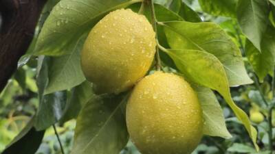 Türkiye’de limon fiyatlarının istikrarını sağlamak ve tüketici talebini karşılamak amacıyla