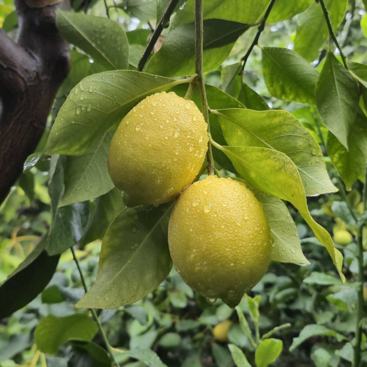 Türkiye’de limon fiyatlarının istikrarını sağlamak ve tüketici talebini karşılamak amacıyla