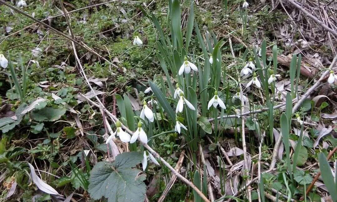 Baharın habercisi olarak bilinen kardelen çiçeklerini koparanlara uygulanan ceza neredeyse