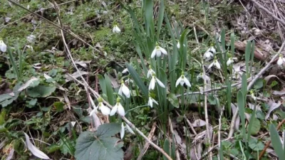 Baharın habercisi olarak bilinen kardelen çiçeklerini koparanlara uygulanan ceza neredeyse