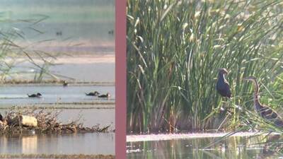 Türkiye’de kara avcılığı için 2025–2026 av sezonunun 2 Mart 2026