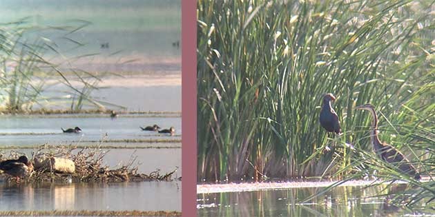 Türkiye’de kara avcılığı için 2025–2026 av sezonunun 2 Mart 2026