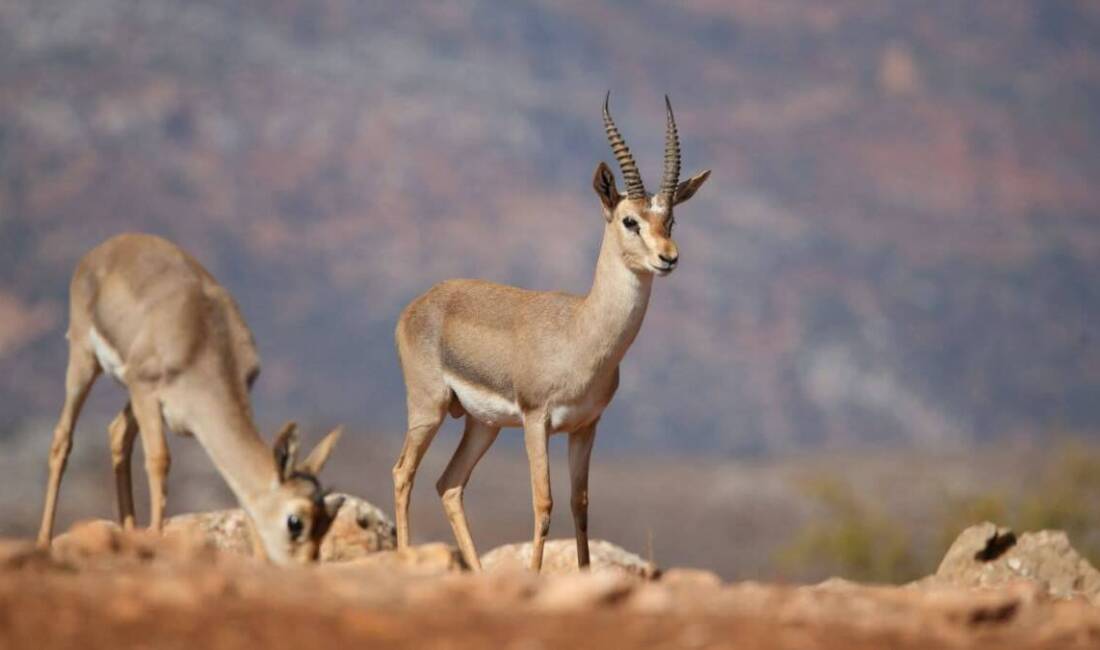 Kırıkhan’da faaliyet gösteren Hatay Tabiatı Koruma Derneği (TKD), doğal dengenin