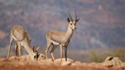Kırıkhan’da faaliyet gösteren Hatay Tabiatı Koruma Derneği (TKD), doğal dengenin