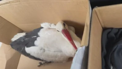 Hatay’da göç yolculuğu sırasında av tüfeğiyle vurulan iki leylek, Doğa