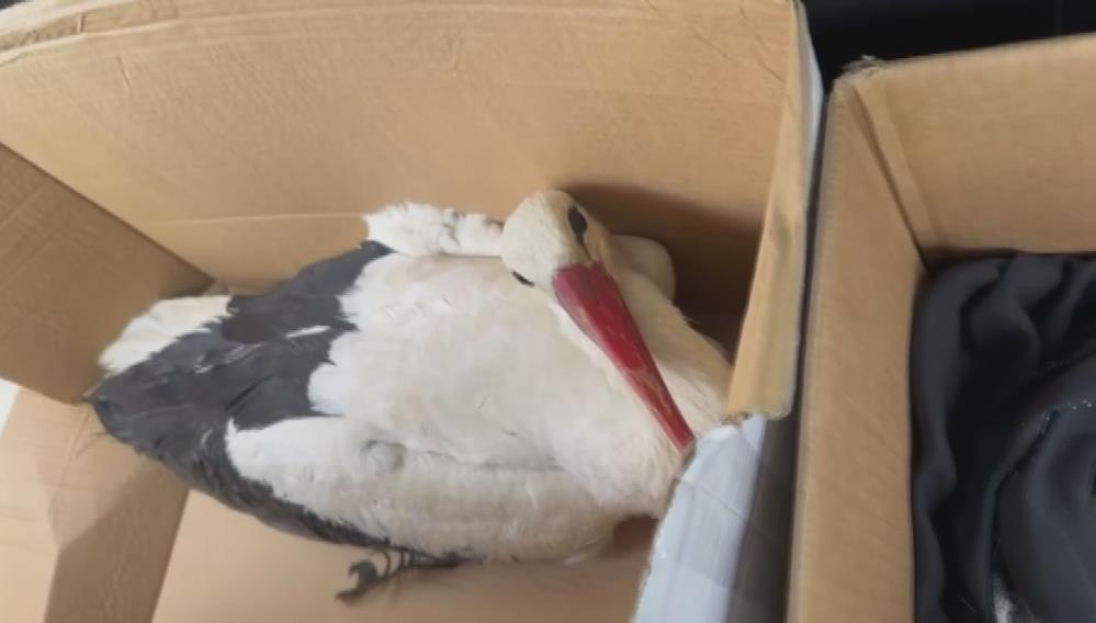 Hatay’da göç yolculuğu sırasında av tüfeğiyle vurulan iki leylek, Doğa