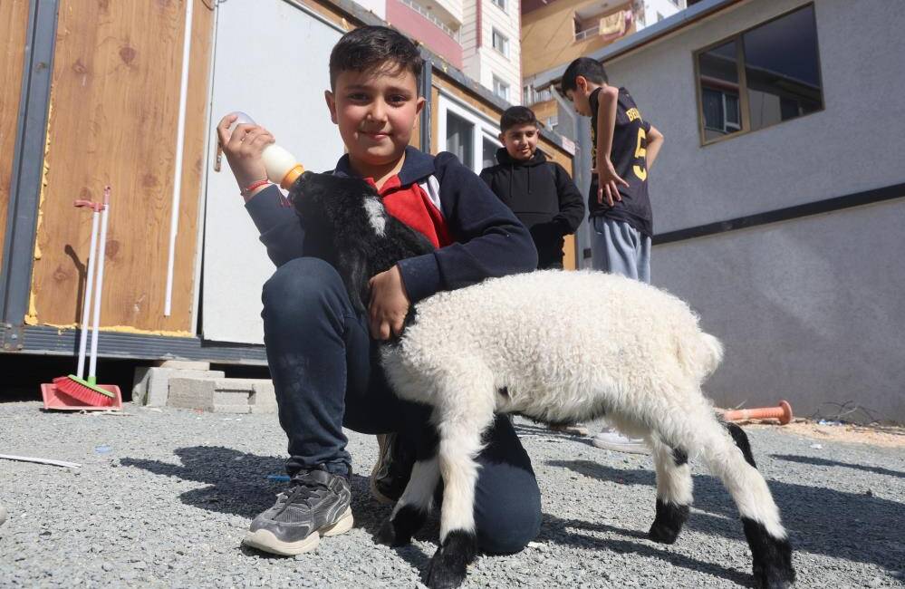 Hatay'da annesi telef olan kuzuyu sahiplenen ve ona 'Boncuk' ismini