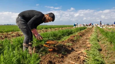 Hatay’ın havuç üretiminde öne çıkan ilçesi Kırıkhan’da hasat dönemi başladı.