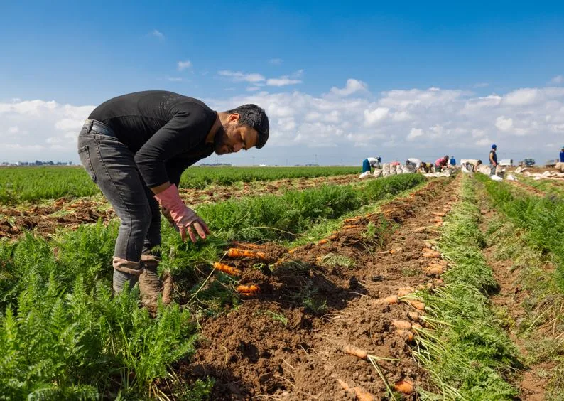 Hatay’ın havuç üretiminde öne çıkan ilçesi Kırıkhan’da hasat dönemi başladı.