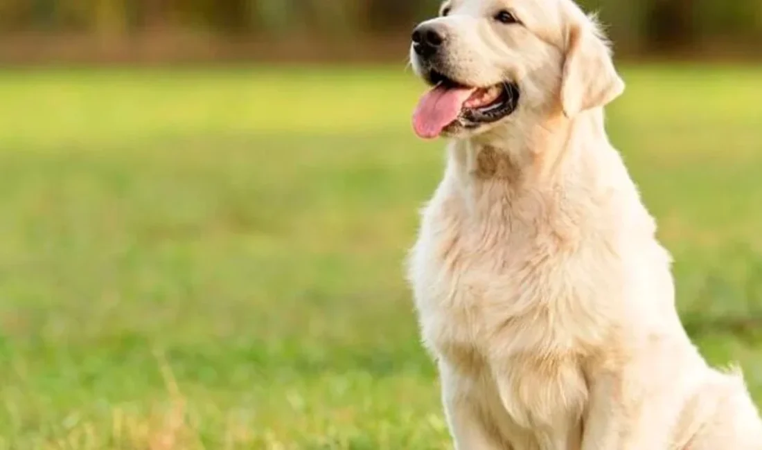 Yeni araştırmalar, köpek sahipliğinin kalp sağlığı üzerinde olumlu etkileri olabileceğini