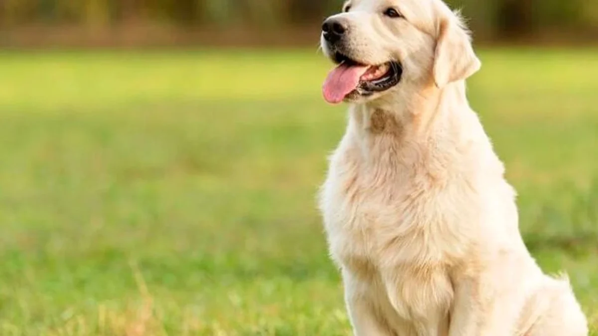 Yeni araştırmalar, köpek sahipliğinin kalp sağlığı üzerinde olumlu etkileri olabileceğini