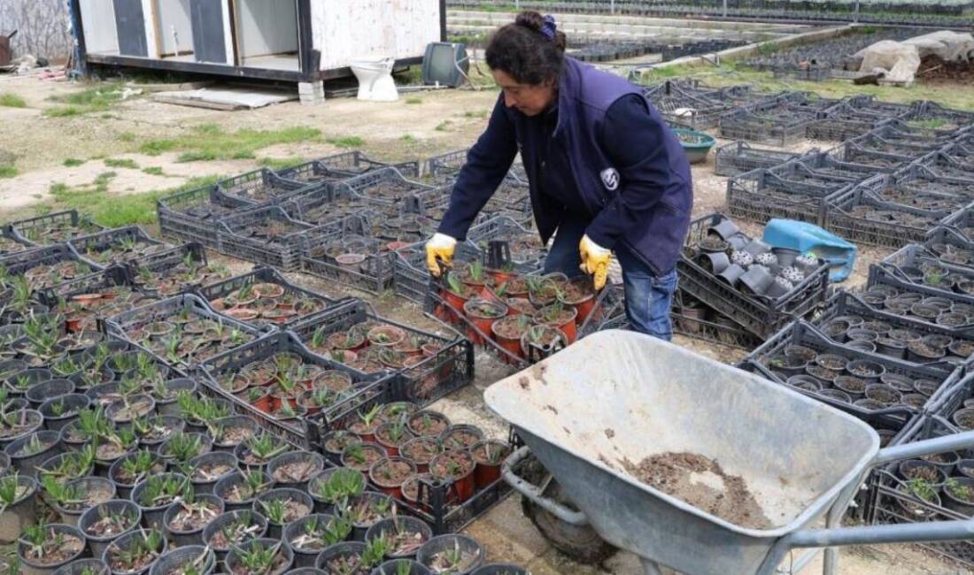 Hatay Büyükşehir Belediyesi (HBB), kent genelindeki peyzaj çalışmalarında dışa bağımlılığı