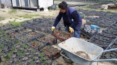 Hatay Büyükşehir Belediyesi (HBB), kent genelindeki peyzaj çalışmalarında dışa bağımlılığı