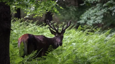 Türkiye Vegan Derneği (TVD) TBMM'de görüşülmekte olan Milli Parklar Kanun teklifinin