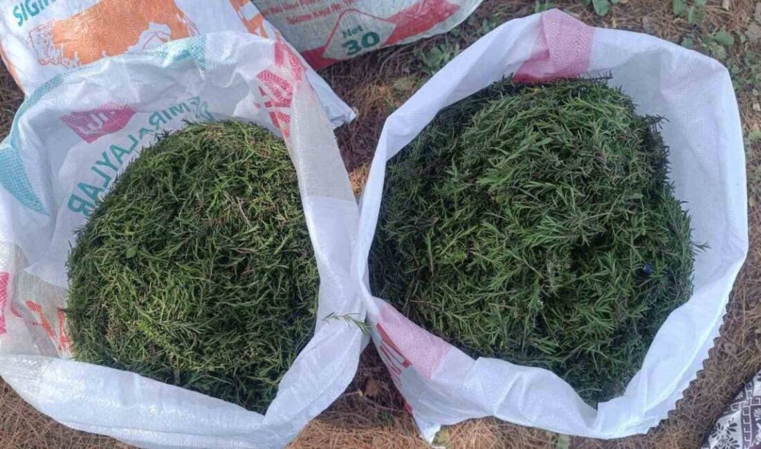 Hatay’ın Altınözü ilçesinde zahter (kekik) hasadı tüm hızıyla sürüyor. Hatay