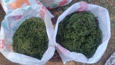 Hatay’ın Altınözü ilçesinde zahter (kekik) hasadı tüm hızıyla sürüyor. Hatay