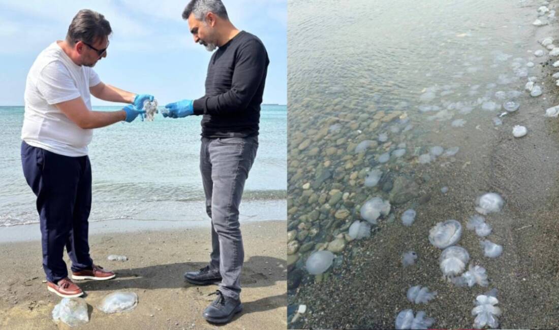 Hatay’da özellikle İskenderun Körfezi ile Arsuz sahil şeridinde son günlerde