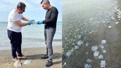 Hatay’da özellikle İskenderun Körfezi ile Arsuz sahil şeridinde son günlerde