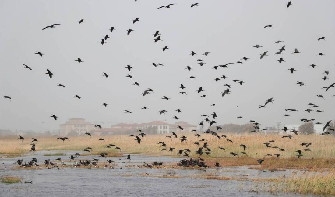 Hatay'ın Samandağ ilçesindeki Milleyha Sulak Alanı, çok sayıda göçmen kuşun