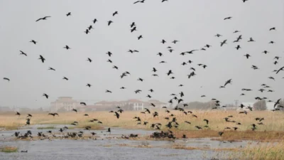 Hatay'ın Samandağ ilçesindeki Milleyha Sulak Alanı, çok sayıda göçmen kuşun