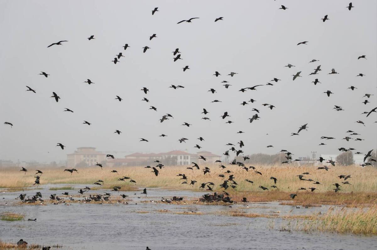 Hatay’da doğanın kalbi: Milleyha sulak alanı kuşlarla şenlendi