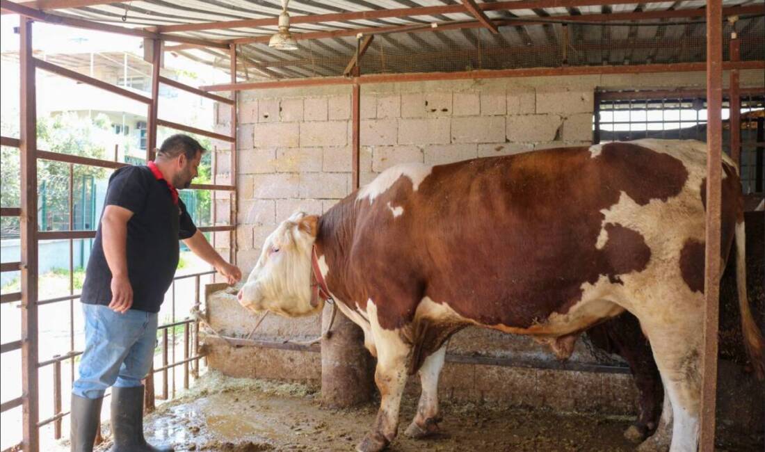 Hatay’ın Arsuz ilçesinde besicilik yapan bir üreticinin özenle büyüttüğü dev