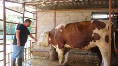 Hatay’ın Arsuz ilçesinde besicilik yapan bir üreticinin özenle büyüttüğü dev