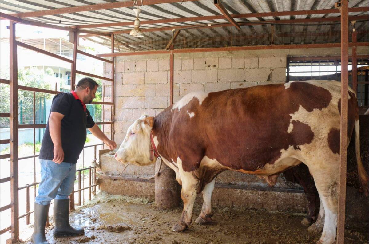 Hatay’ın Arsuz ilçesinde besicilik yapan bir üreticinin özenle büyüttüğü dev