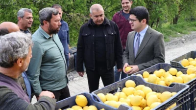 Hatay’ın Arsuz ilçesinde Yediveren limon hasadı başladı.