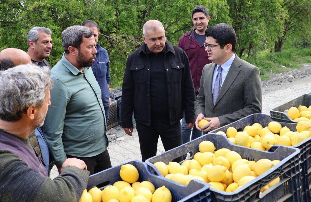 Hatay’ın Arsuz ilçesinde Yediveren limon hasadı başladı.