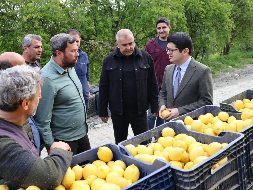 Hatay’ın Arsuz ilçesinde Yediveren limon hasadı başladı.