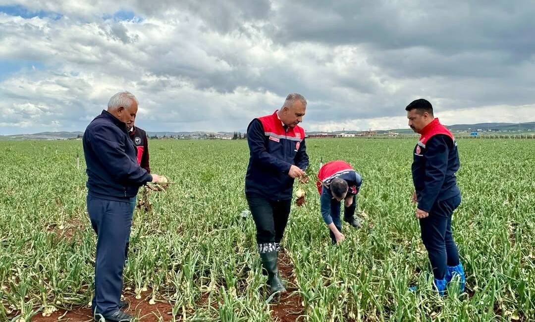 Hatay’da etkili olan aşırı yağışlar sonrası Antakya ve Reyhanlı’da tarım