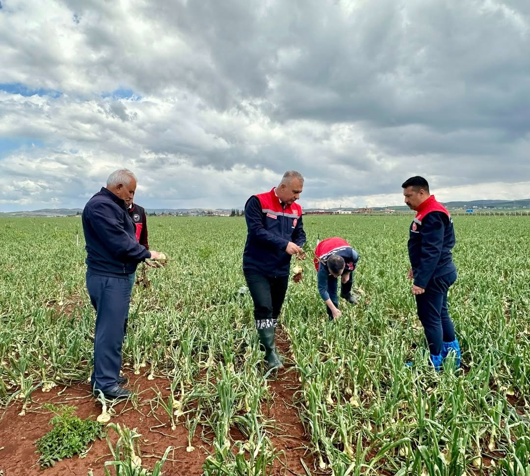 Hatay’da etkili olan aşırı yağışlar sonrası Antakya ve Reyhanlı’da tarım