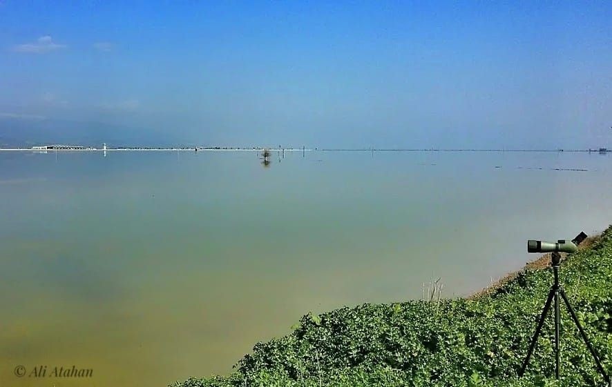 Son yağışlarla birlikte Amik Ovası’nda yeniden su birikintilerinin oluşması, yıllar