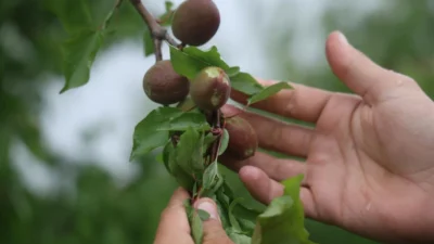 Hatay’da etkili olan dolu yağışı, özellikle Amik Ovası’ndaki tarım arazilerinde