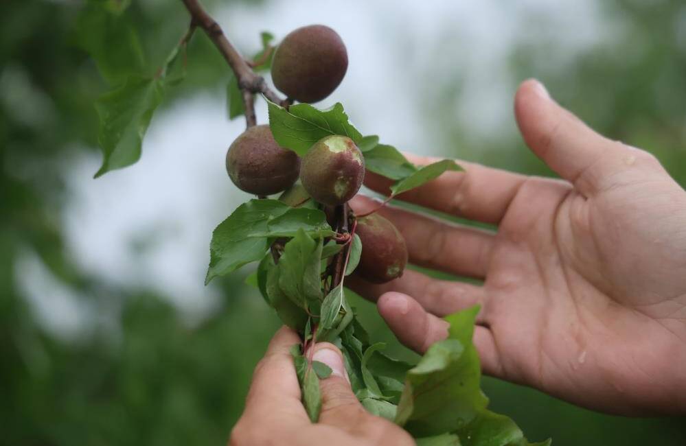 Hatay’da etkili olan dolu yağışı, özellikle Amik Ovası’ndaki tarım arazilerinde