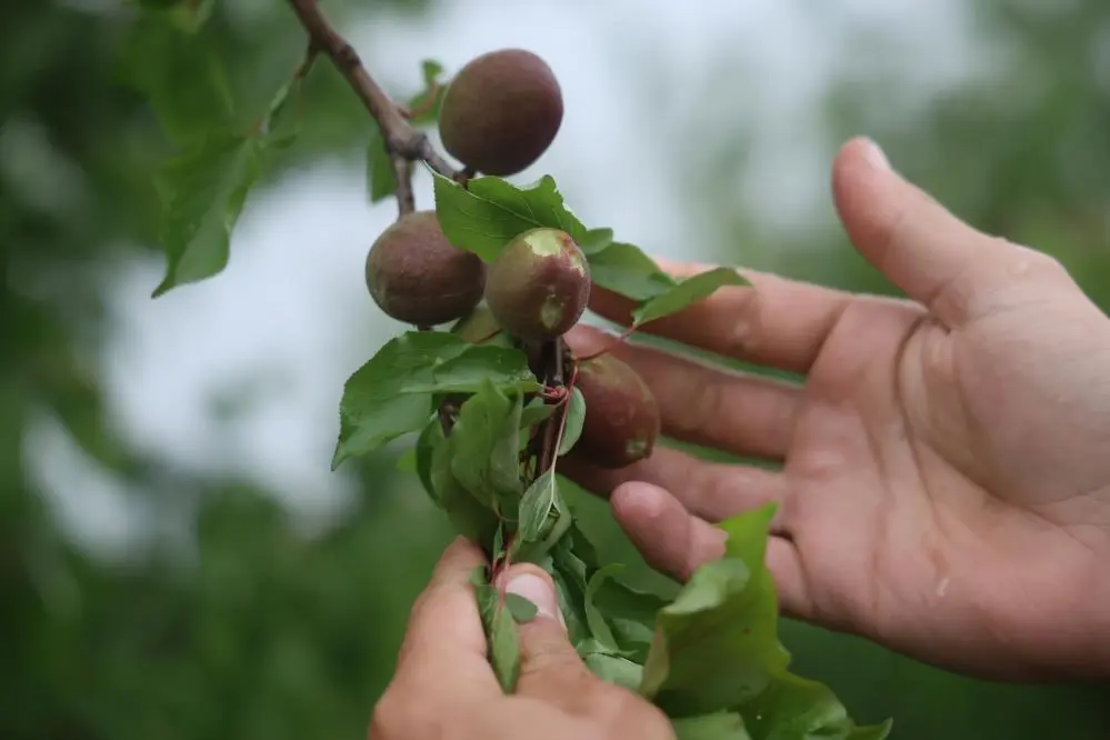 Hatay’da etkili olan dolu yağışı, özellikle Amik Ovası’ndaki tarım arazilerinde