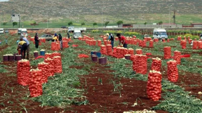Hatay’da mevsimlik tarım işçilerinin günlük ücreti 1000 TL olarak belirlendi.