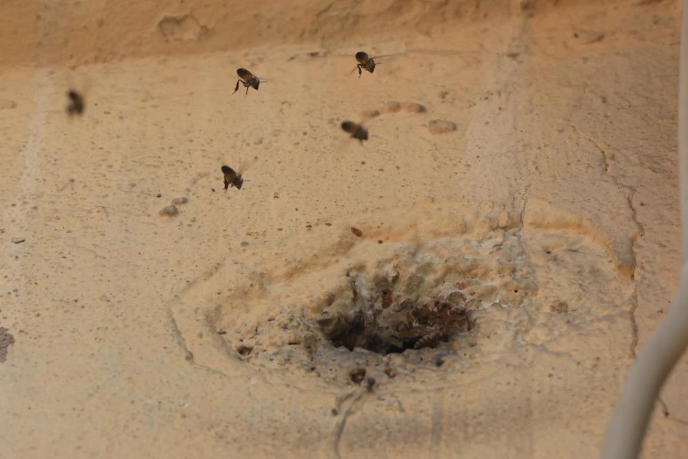 Hatay'da 2 katlı binanın giriş katındaki duvarda bulunan delikten içeri