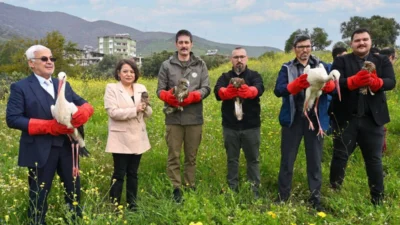 HMKÜ’de tedavi edilen 2 leylek, 2 şahin, 2 yılan kartalı,