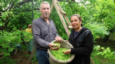 Hatay’da afetzede çiftçiler üretimle hayata tutunmaya devam ederken, Samandağ’da serasında