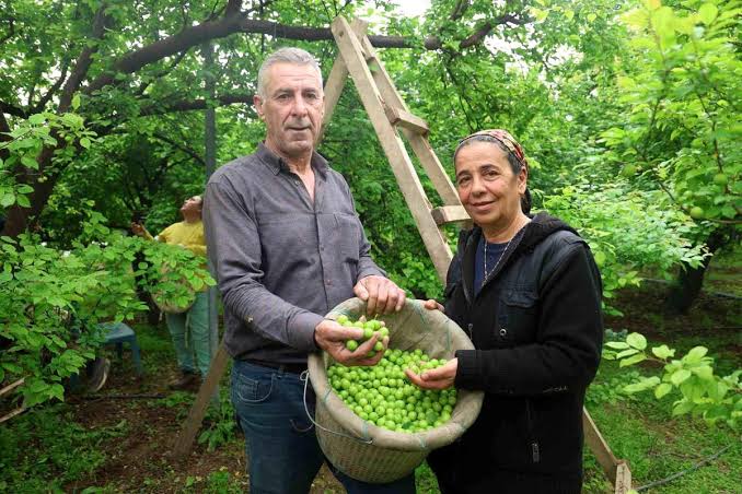Hatay’da afetzede çiftçiler üretimle hayata tutunmaya devam ederken, Samandağ’da serasında