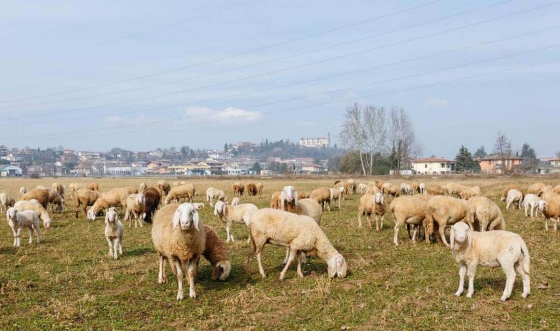 Tarım ve Orman Bakanlığı, kırsal kalkınmayı güçlendirmek ve hayvancılığı desteklemek