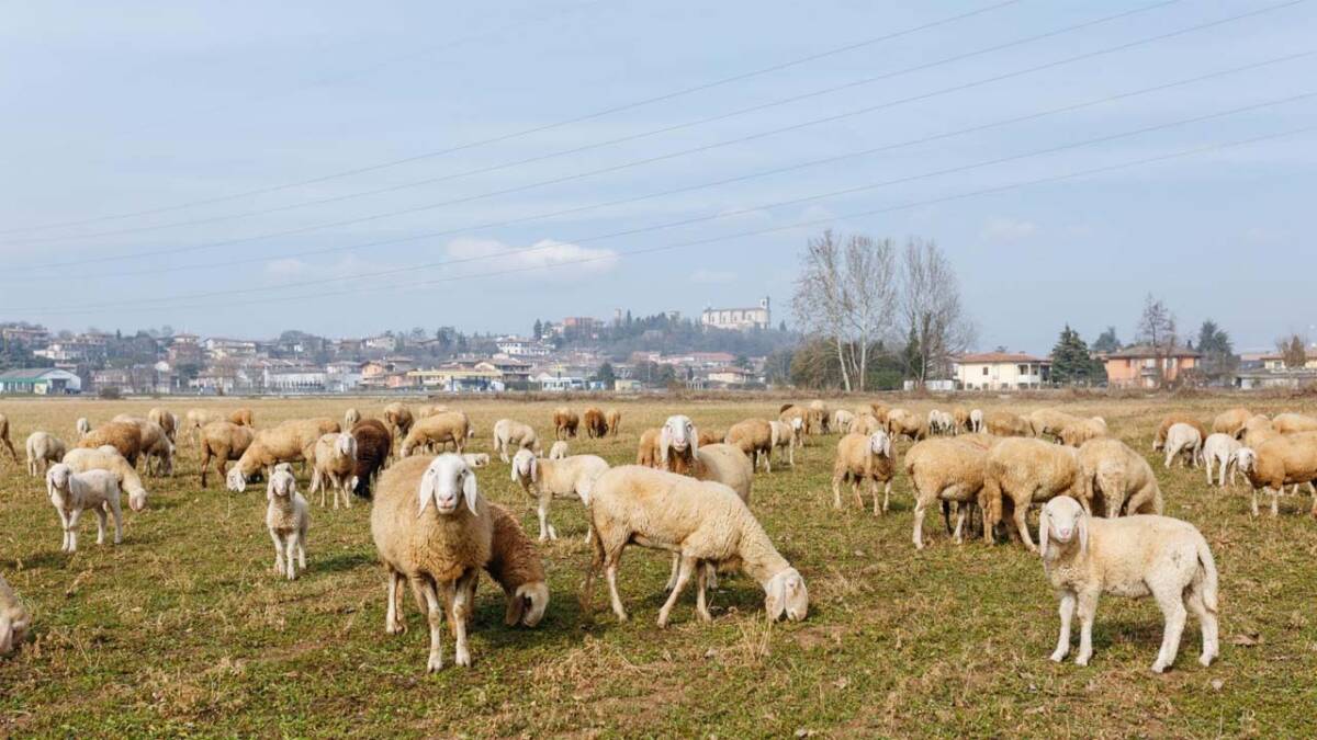 Tarım ve Orman Bakanlığı, kırsal kalkınmayı güçlendirmek ve hayvancılığı desteklemek