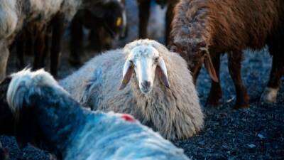 Kurban Bayramı’nın yaklaşmasıyla birlikte internet üzerinden kurban bağışı yapmak isteyen