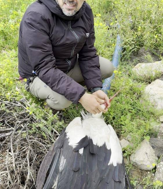 Afrika’dan Asya’ya göç eden bir leylek, Hatay’ın Samandağ ilçesinde av