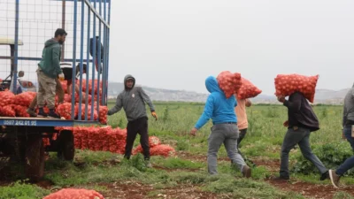 Hatay'ın Reyhanlı ilçesinde Suriye sınırına sıfır noktasında bereketli soğan hasadı