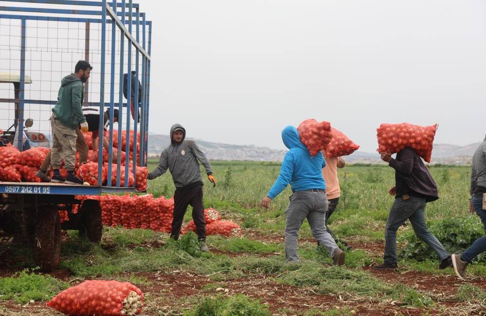 Hatay'ın Reyhanlı ilçesinde Suriye sınırına sıfır noktasında bereketli soğan hasadı