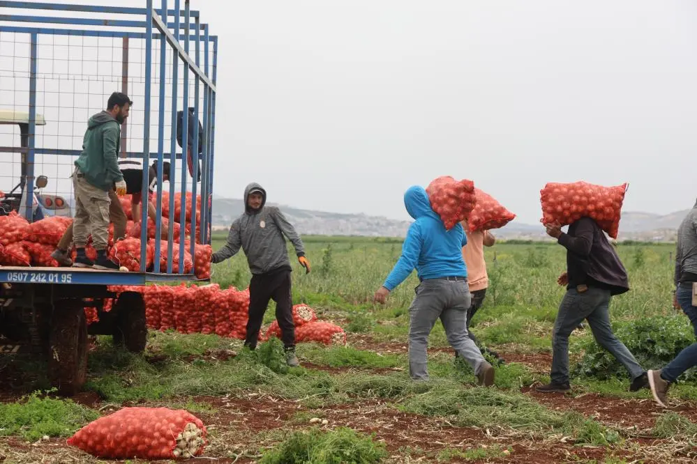 Hatay'ın Reyhanlı ilçesinde Suriye sınırına sıfır noktasında bereketli soğan hasadı